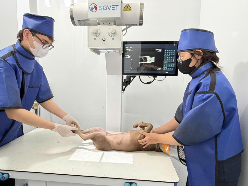 Chụp X-Ray