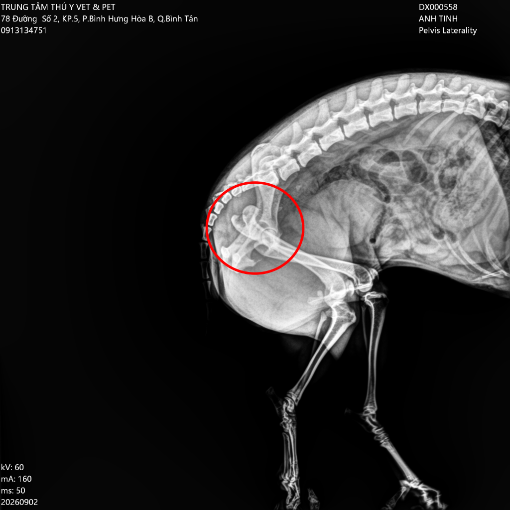 Phẫu Thuật Cắt Chỏm Cổ Xương Đùi ở Thú Nhỏ (FHO Surgery) – Phục Hồi Khớp Háng